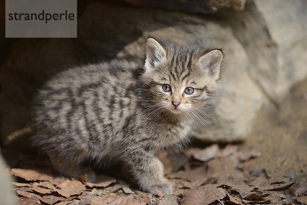 Wildkatzen-Jungtier im Nationalpark Bayerischer Wald  Deutschland