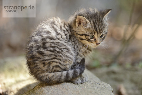 Wildkatzen-Jungtier im Nationalpark Bayerischer Wald  Deutschland