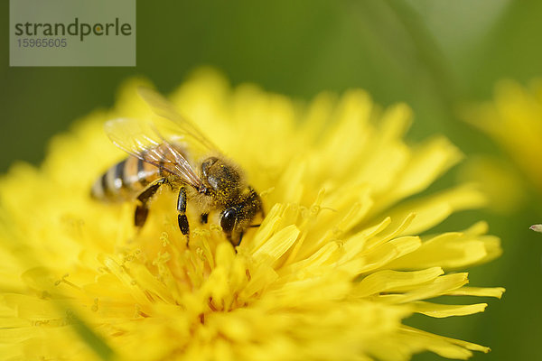 Nahaufnahme einer Honigbiene auf einer Löwenzahn-Blüte