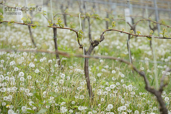 Weinberg im Frühling  Steiermark  Österreich