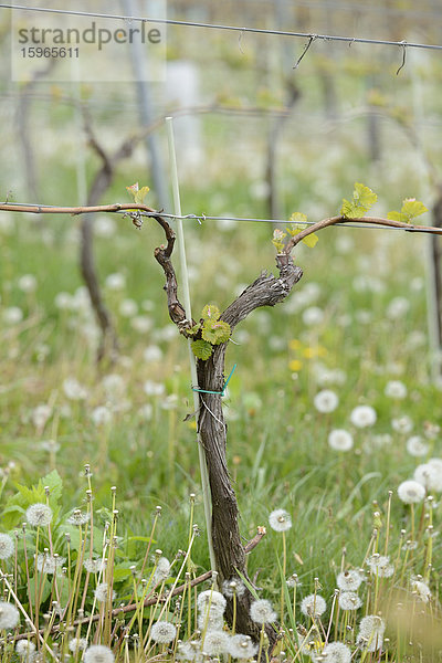 Weinberg im Frühling  Steiermark  Österreich