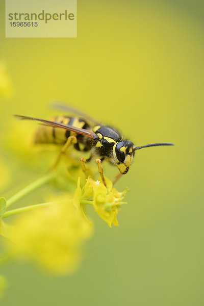 Nahaufnahme einer Wespe auf einer Zypressen-Wolfsmilch-Blüte