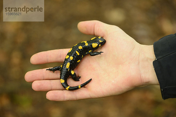 Feuersalamander in einer Hand