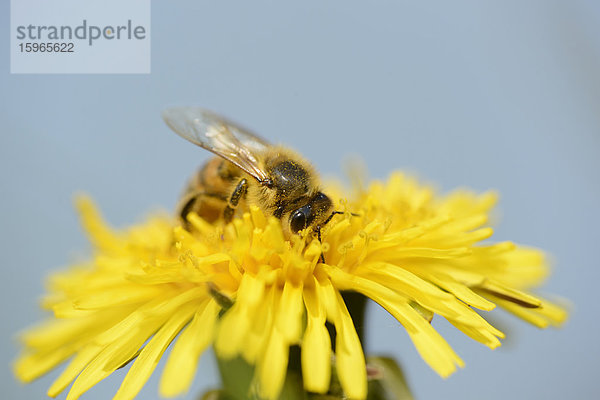 Nahaufnahme einer Honigbiene auf einer Löwenzahn-Blüte