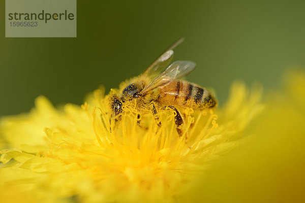 Nahaufnahme einer Honigbiene auf einer Löwenzahn-Blüte