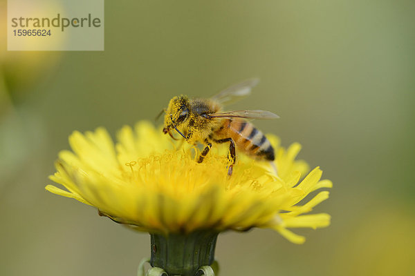 Nahaufnahme einer Honigbiene auf einer Löwenzahn-Blüte