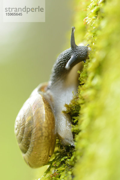 Nahaufnahme einer Gefleckten Schnirkelschnecke im Wald