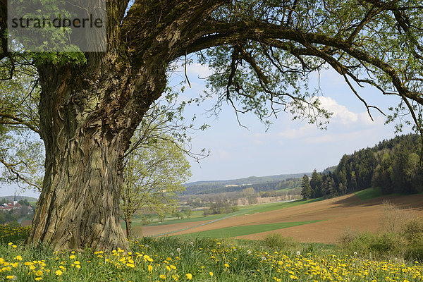 Bruch-Weide auf einer Wiese mit blühendem Löwenzahn  Bayern  Deutschland