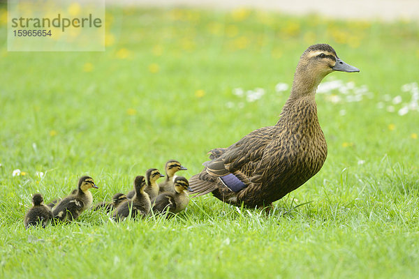 Stockenten-Küken mit Mutter auf einer Wiese