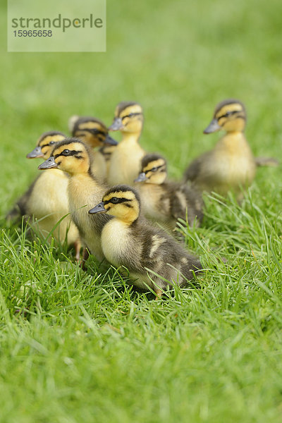 Stockenten-Küken auf einer Wiese