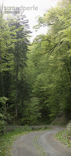 Weg in einem Wald  Steiermark  Österreich