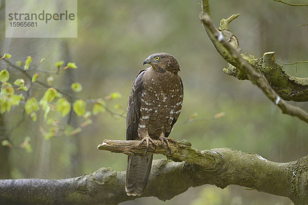 Mäusebussard auf einem Ast im Nationalpark Bayerischer Wald  Deutschland