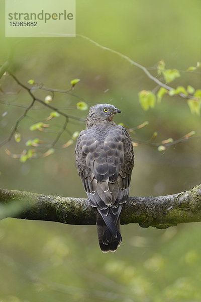 Wespenbussard auf einem Ast im Nationalpark Bayerischer Wald  Deutschland