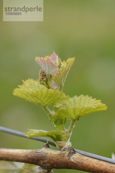 Nahaufnahme der Knospe einer Weinrebe