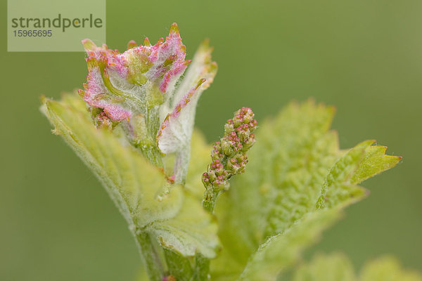 Nahaufnahme der Knospe einer Weinrebe