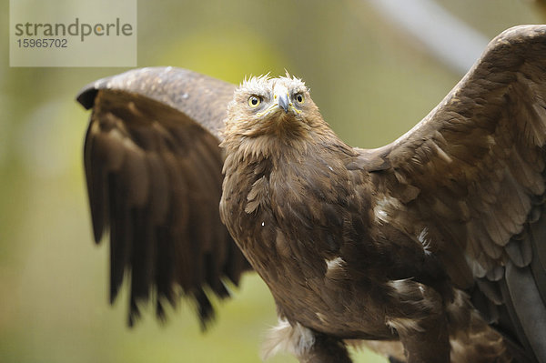 Schreiadler im Nationalpark Bayerischer Wald  Deutschland