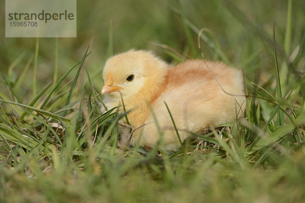 Hühnerküken auf einer Wiese