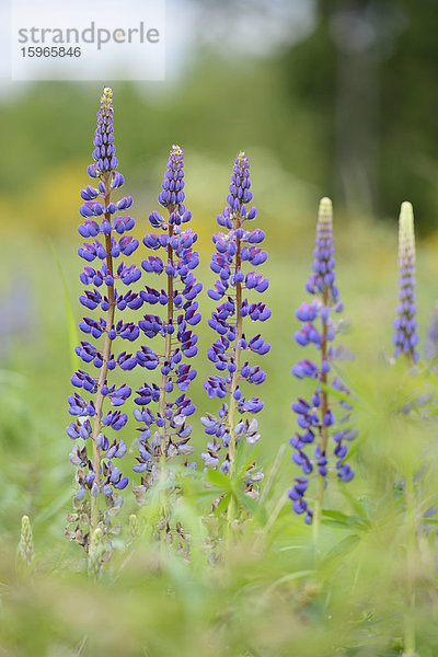 Blühende Wildlupine im Frühling