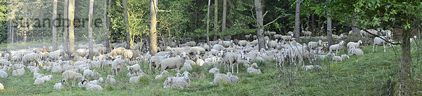 Schafherde auf einer Wiese  Oberpfalz  Bayern  Deutschland