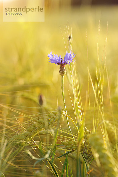 Blühende Kornblume in einem Feld