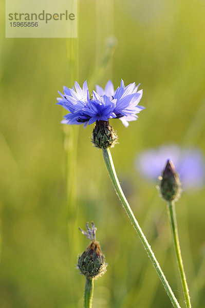 Blühende Kornblume in einem Feld