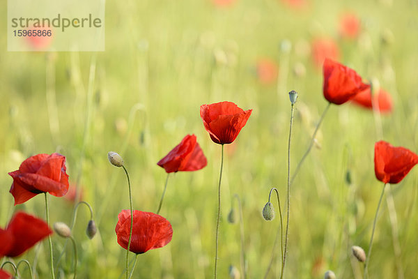 Mohnblumen auf einem Feld