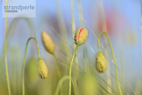 Klatschmohn-Knospen in einem Feld