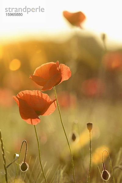 Mohnblumen auf einem Feld