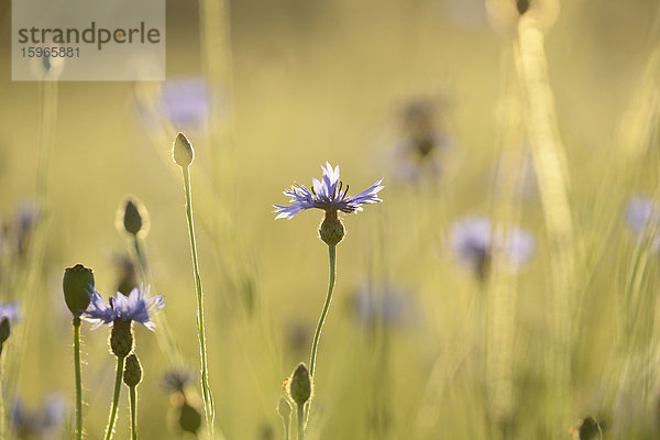 Blühende Kornblume in einem Feld