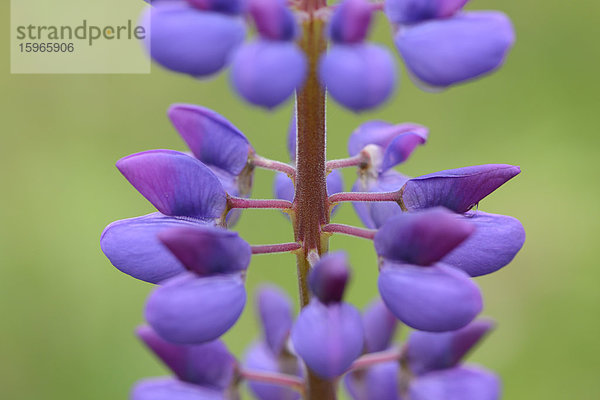 Blühende Wildlupine im Frühling