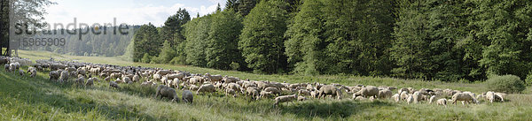 Schafherde auf einer Wiese  Oberpfalz  Bayern  Deutschland