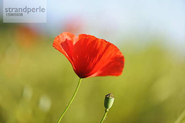 Mohnblumen auf einem Feld