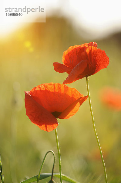 Mohnblumen auf einem Feld