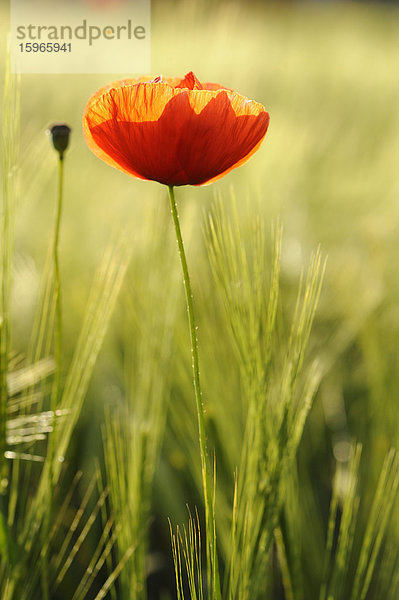 Mohnblumen auf einem Feld