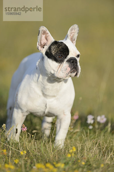 Sieben Monate alte Französische Bulldogge auf einer Wiese