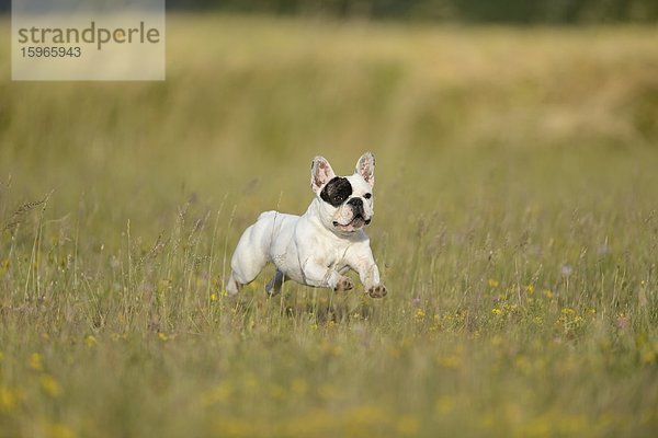 Sieben Monate alte Französische Bulldogge läuft auf einer Wiese