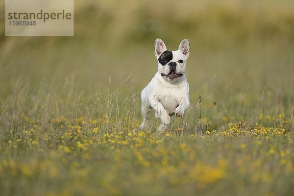 Sieben Monate alte Französische Bulldogge läuft auf einer Wiese