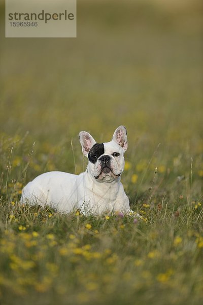 Sieben Monate alte Französische Bulldogge liegt auf einer Wiese