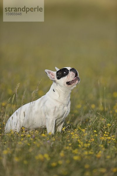 Sieben Monate alte Französische Bulldogge auf einer Wiese