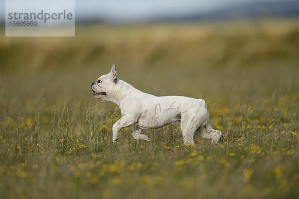 Sieben Monate alte Französische Bulldogge läuft auf einer Wiese