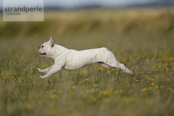 Sieben Monate alte Französische Bulldogge läuft auf einer Wiese