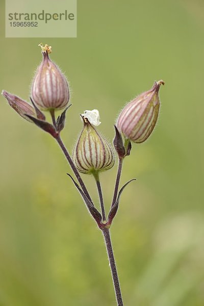 Close-up der Blüten einer Weißen Lichtnelke