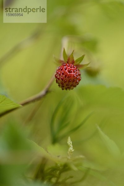 Close-up einer Walderdbeere