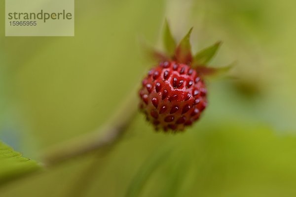 Close-up einer Walderdbeere