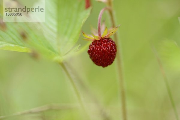 Close-up einer Walderdbeere