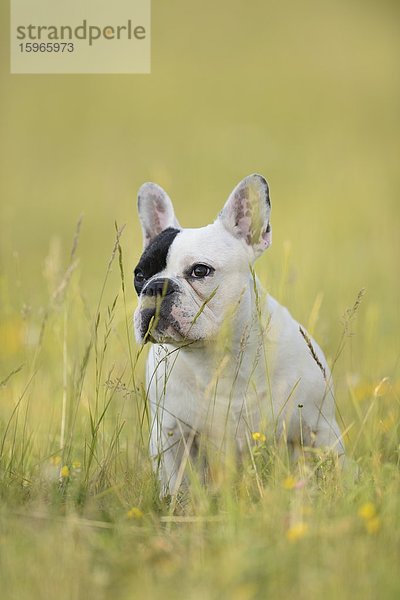 Sieben Monate alte Französische Bulldogge auf einer Wiese