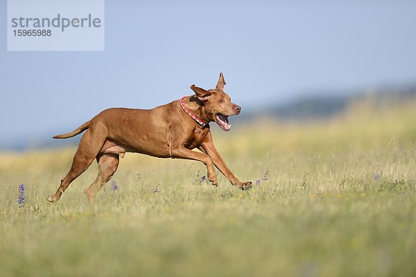 Magyar Vizsla rennt auf einer Wiese