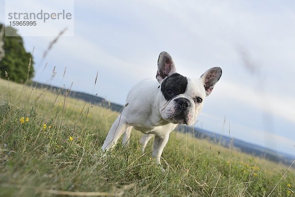 Sieben Monate alte Französische Bulldogge auf einer Wiese