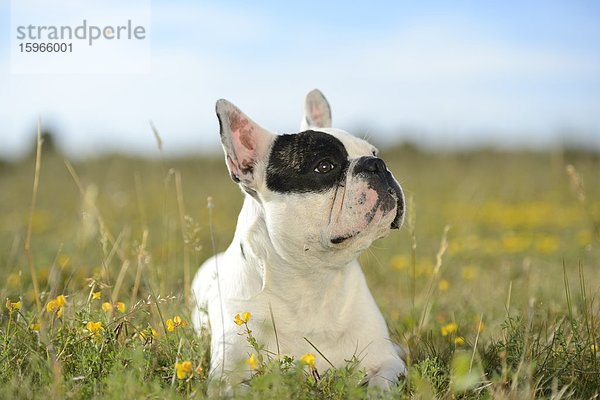 Sieben Monate alte Französische Bulldogge liegt auf einer Wiese