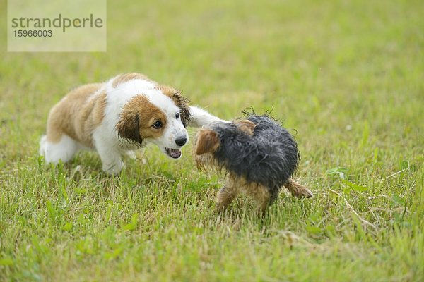 Kooikerhondje und Yorkshireterrier-Welpen spielen auf einer Wiese